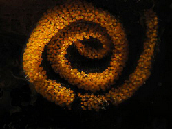 Nudibranch eggs, Kurnell by Doug Anderson 
